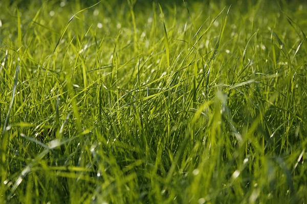 Primer plano de la hoja de hierba, pequeña profundidad de campo, útil como fondo —  Fotos de Stock