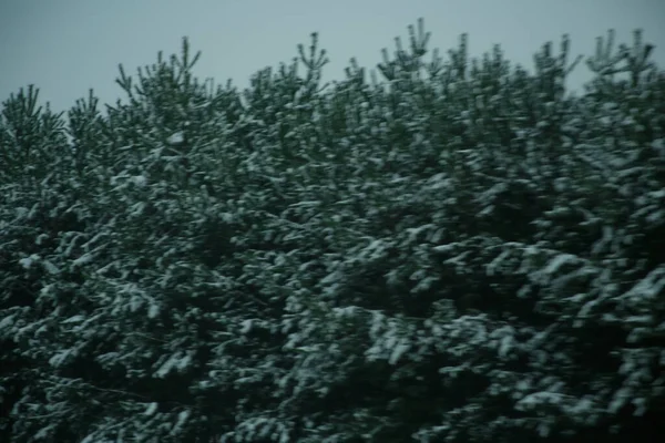 Donkere Wazige Dennenbomen Bedekt Met Sneeuw Gezien Vanuit Een Bewegende — Stockfoto