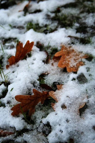 Eiken Herfstbladeren Sneeuw — Stockfoto