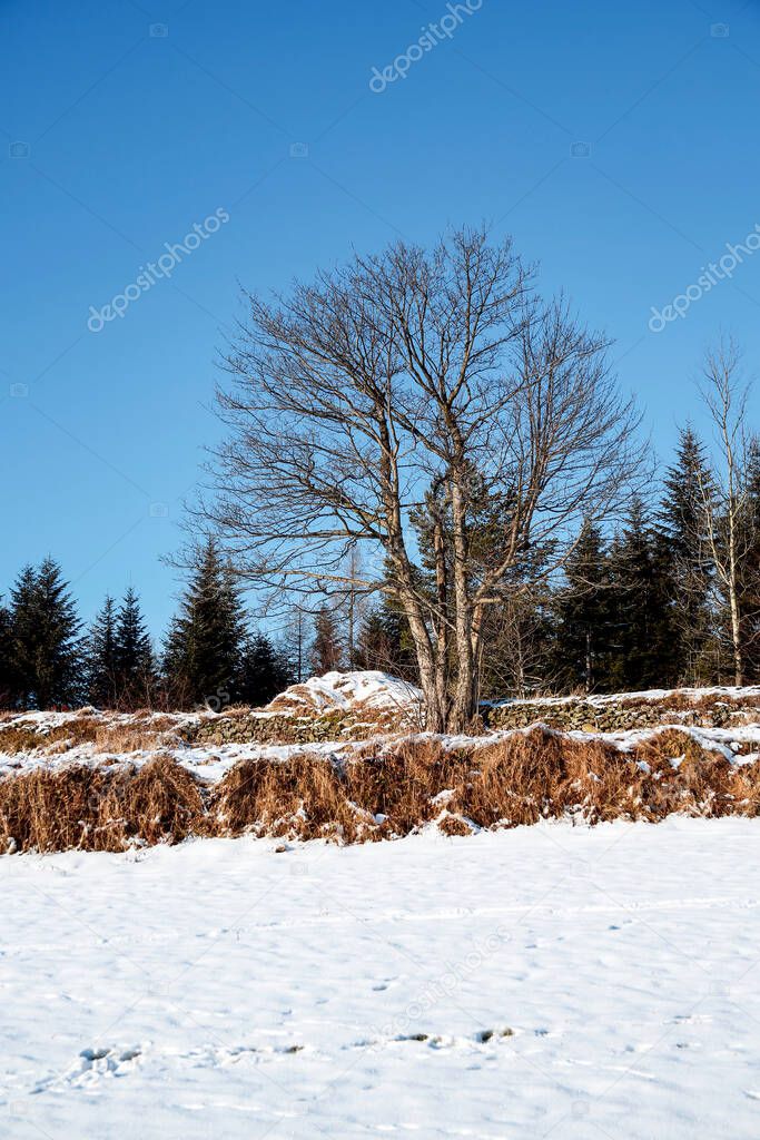 beautiful winter rural landscape on sunny day