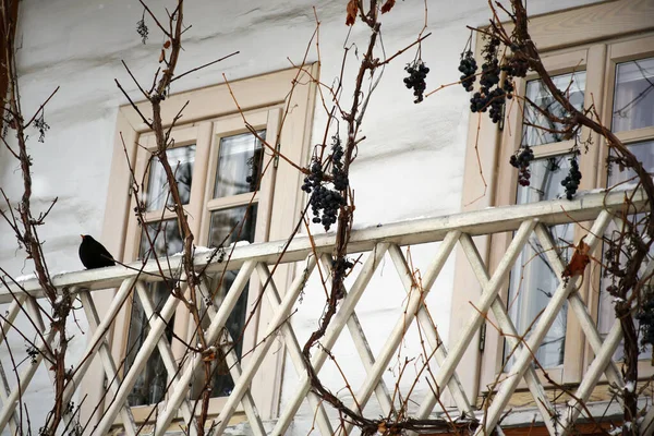 Mirlo Sentado Una Balaustrada Casa Madera Vintage Entre Uvas Colgantes — Foto de Stock