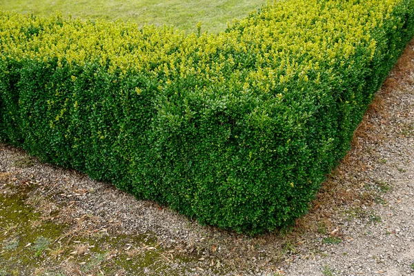 Angolo Siepe Verde Cespuglio Tagliato Nel Parco — Foto Stock