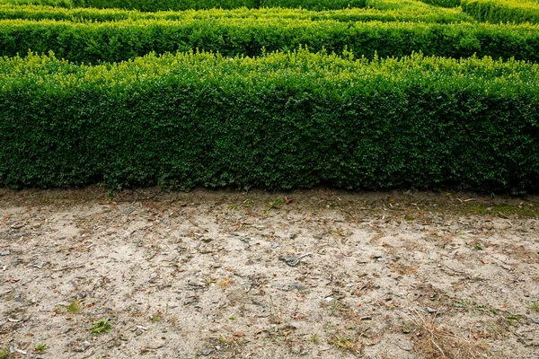 Siepe Verde Cespuglio Tagliato Nel Parco — Foto Stock