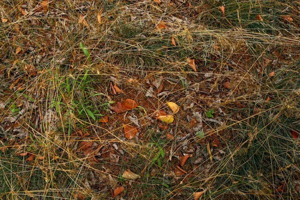 Background Wild Grass Field Dry Autumn Leaves — Stock Photo, Image
