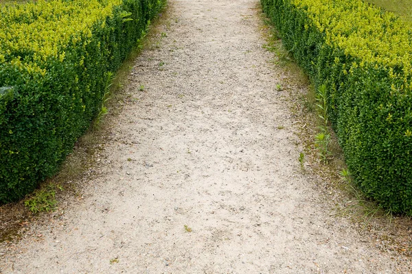 Parktaki Yeşil Budanmış Çalıların Arasındaki Çakıl Yolu — Stok fotoğraf