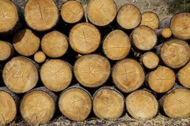 Kışın kütük yığınları.