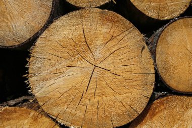 Ağaç gövdesine yakın, yakacak odun yığını