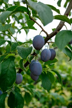 Meyve bahçesindeki ağaçta erikler