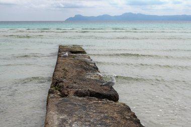 seagulls sitting on breakwater in Alcudia, Majorca, Spain