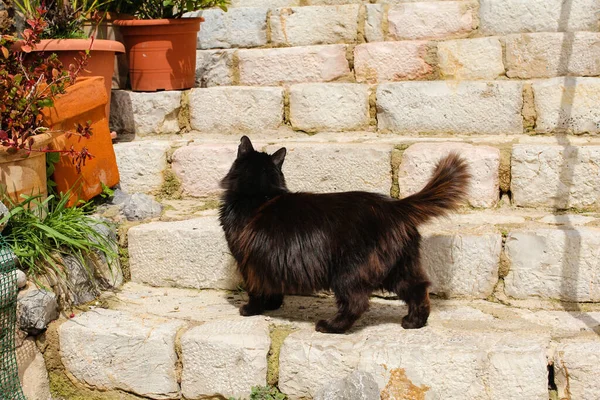 猫はスペインの絵のように美しい町の階段を — ストック写真