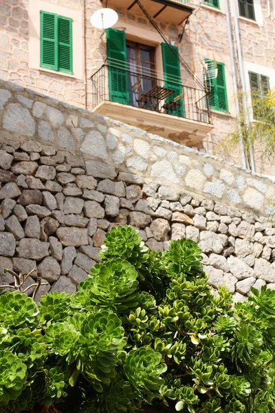 Echeveria Plant Stone Rustic Wall — Stock Photo, Image