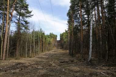 Ormanda elektrik direkleri 