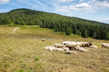 herd of sheeps on the mountain meadow