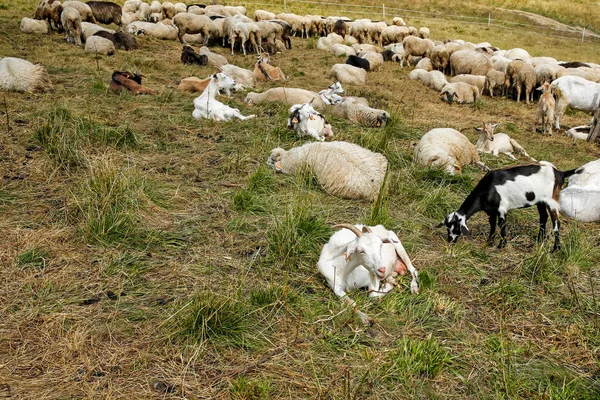 Herd Sheeps Goats Mountain Meadow — Stok fotoğraf