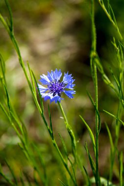 Mavi çiçek (Centaurea siyanus) yakın plan)