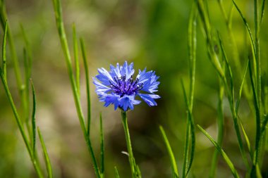 Mavi çiçek (Centaurea siyanus) yakın plan) 