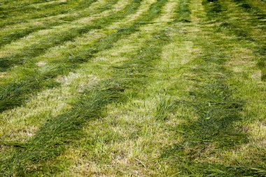 Kırsal alan, yeni biçilmiş çimenli çayır. 