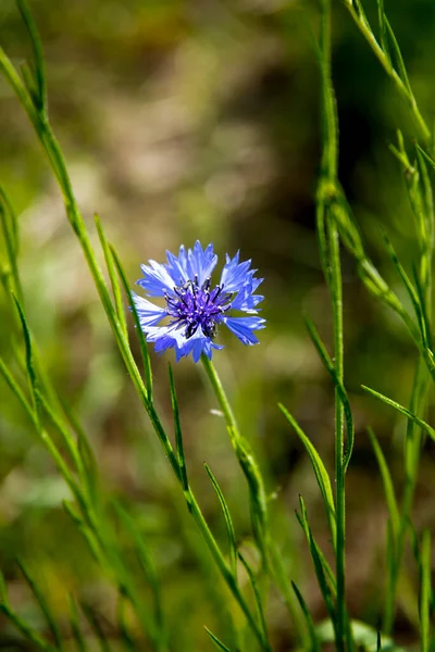 Close Flor Milho Azul Centaurea Cyanus — Fotografia de Stock