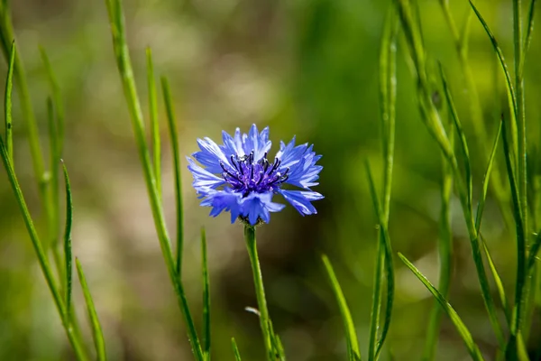 Mavi Çiçek Centaurea Siyanus Yakın Plan — Stok fotoğraf