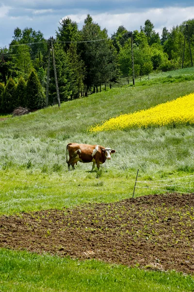 Vaca Pastando Prado Primavera Verde Con Campo Colza Amarillo — Foto de Stock