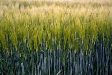 yeşil çavdar tarlaları, sığ alan derinliği, doğa bahar arkaplanı