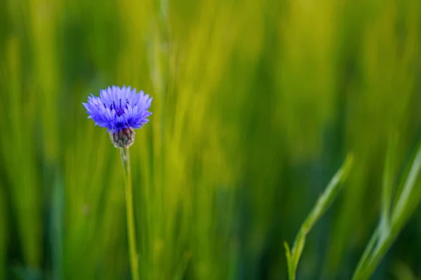 Primo Piano Fiordaliso Blu Centaurea Cyanus — Foto Stock