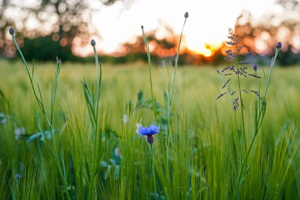 Gros Plan Bleuets Dans Champ Seigle Vert Coucher Soleil — Photo