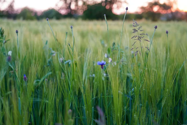 Gros Plan Bleuets Dans Champ Seigle Vert Coucher Soleil — Photo