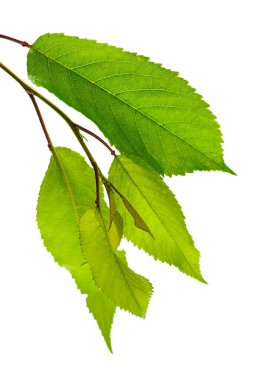 Yeşil yapraklı dal parçasına yakın çekim                      