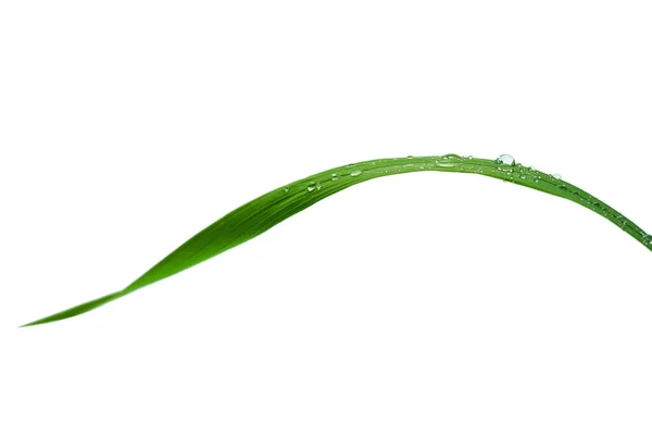 Closeup Σταγόνες Νερό Πράσινες Λεπίδες Του Χόρτου Λευκό Φόντο Ρηχό — Φωτογραφία Αρχείου