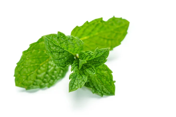 Fresh Mint Leaves Water Drops White Background — Stock Photo, Image