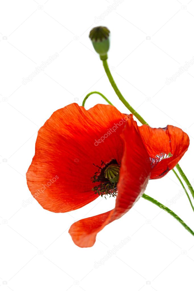 closeup of withered poppy flower with falled petals  