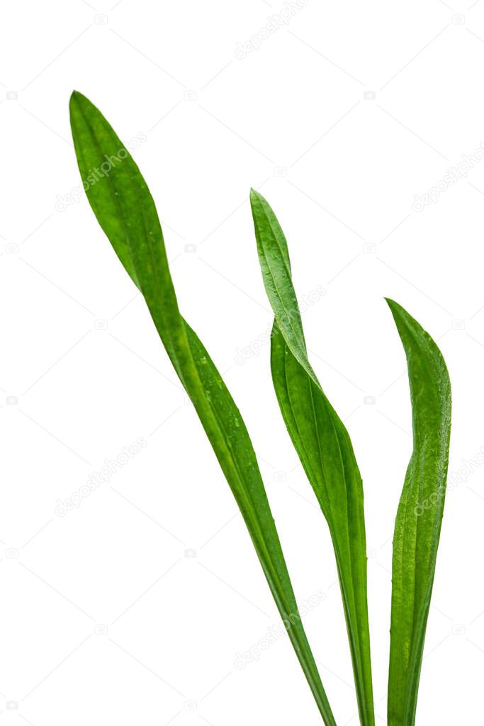 long green blades of grass, plant with water drops on white background, shallow deth of field