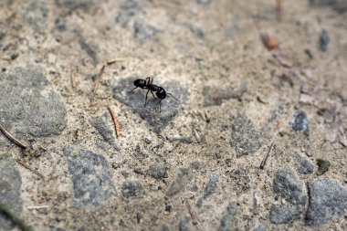 Siyah karınca yerde.