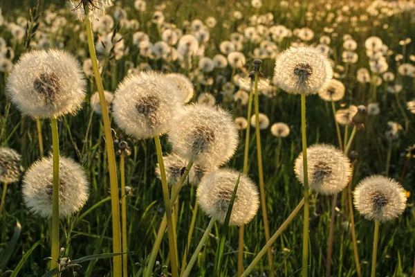 Fluffy Dandelions Meadow Sunset — Stock Photo, Image