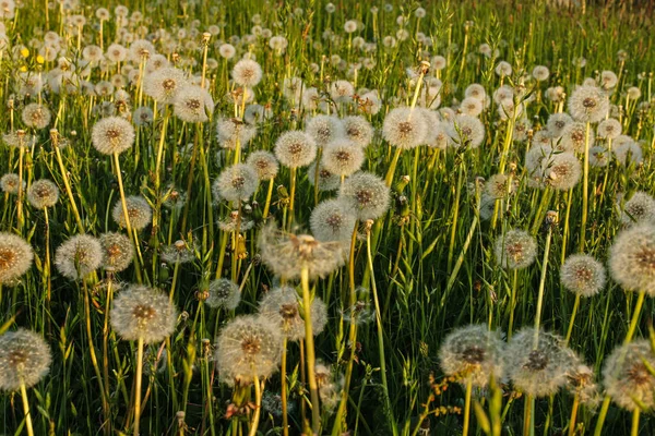 Fluffy Dandelions Meadow Sunset — Zdjęcie stockowe