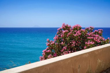 Tropea, İtalya 'da zakkum çiçekleri ve turkuaz deniz, arka planda Stromboli volkanik adası