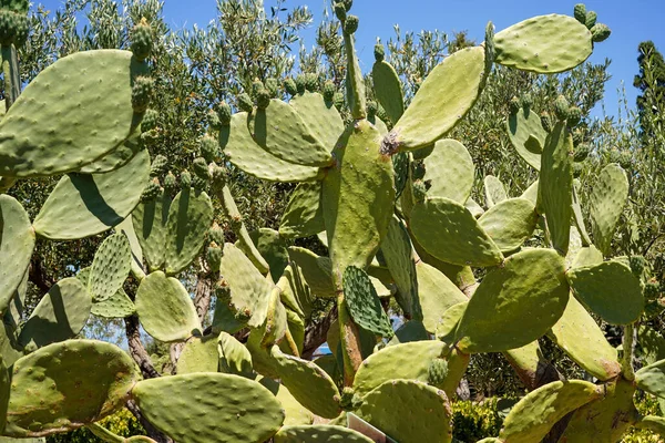 Szúrós Körte Kaktusz Kert Háttérben — Stock Fotó