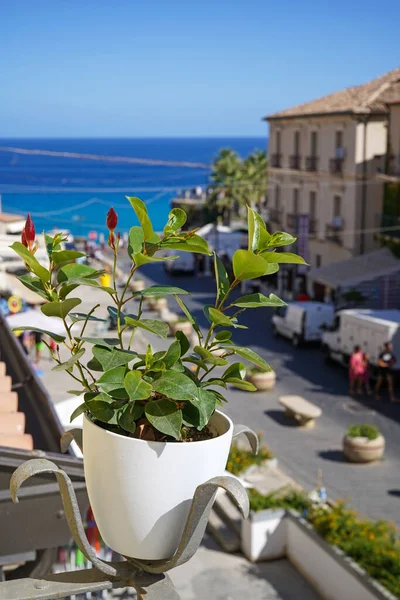 Closeup Flowerpot Mediterranean Touristic Town Azure Sea Background Tropea Calabria — Stock Photo, Image