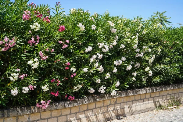 Flores Adelfa Blanca Rosa Pared Piedra Cielo Azul —  Fotos de Stock