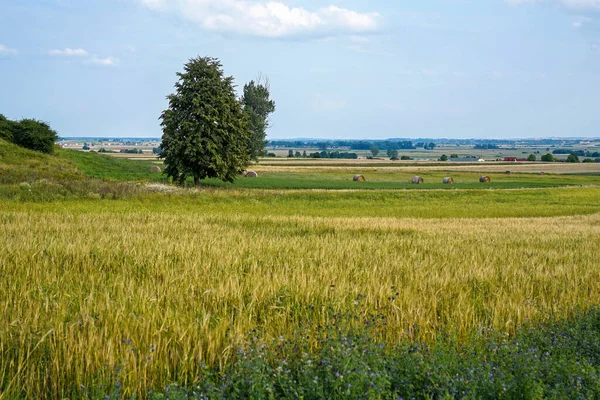 Summer Rural Landscape Hay Bales Farmland — Stockfoto