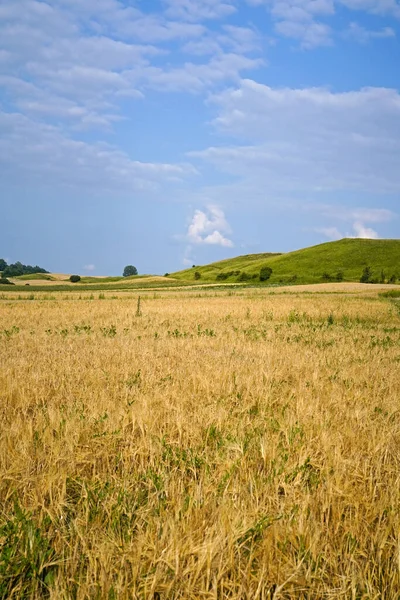 Hermoso Paisaje Naturaleza Verano Campo Centeno — Foto de Stock