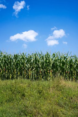 yeşil mısır tarlası ve mavi gökyüzü                      