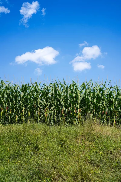 yeşil mısır tarlası ve mavi gökyüzü                      