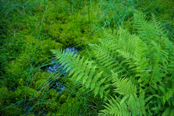 Fern Leaves Peat Bog — Stock Photo, Image