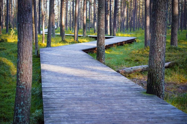 Wooden Pathway Peat Bog Nature Reserve Nowy Targ Poland — Stock Photo, Image