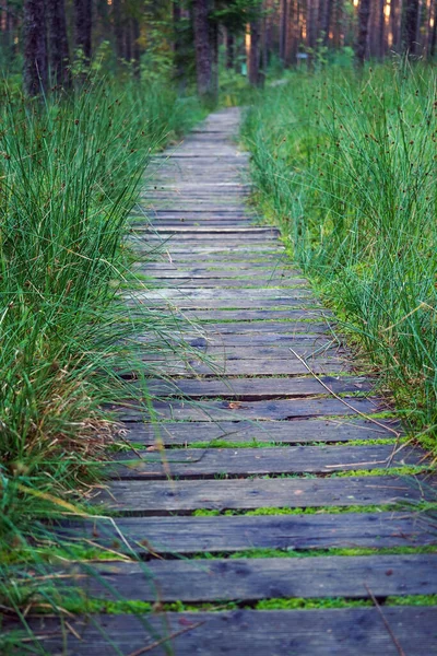 Sentier Bois Dans Tourbière Réserve Naturelle Nowy Targ Pologne — Photo