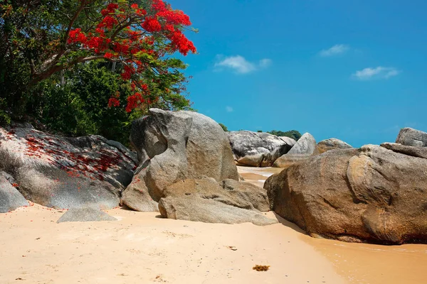 Bel Arbre Avec Des Fleurs Rouges Des Rochers Sur Plage — Photo