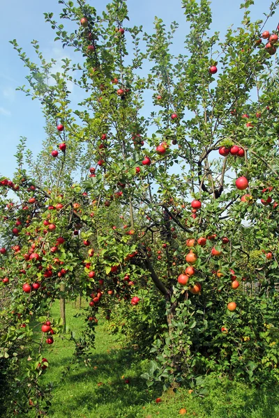 Apple tree — Stock Photo, Image