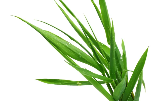 Sprietje gras geïsoleerd op witte achtergrond — Stockfoto